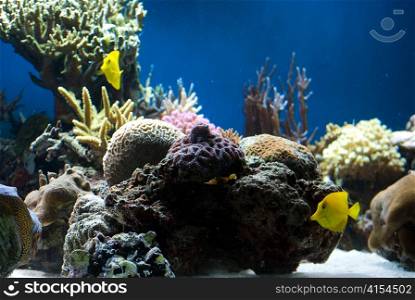 aquarium with colorful tropical fish and corals