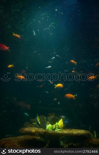 Aquarium with tropical fish and coral reef in sunlight