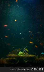 Aquarium with tropical fish and coral reef in sunlight