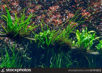 aquarium with water-plant, grass, leafs and animals. background for decoration.