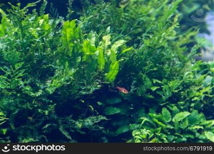 aquarium with water-plant, grass, leafs and animals. background for decoration.