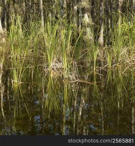 Aquatic plants in Everglades National Park, Florida, USA.