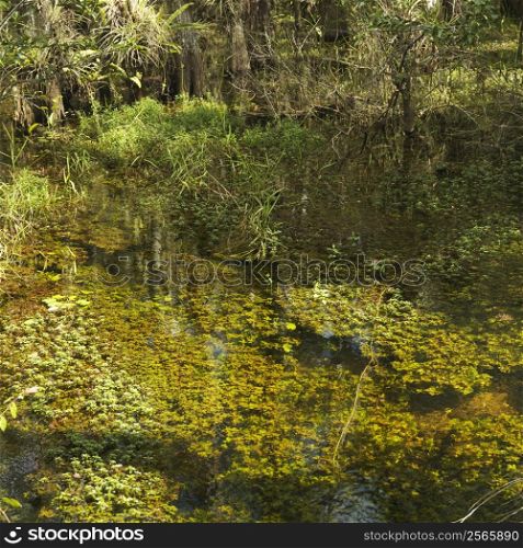 Aquatic plants in wetland of Everglades National Park, Florida, USA.
