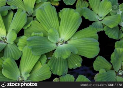 aquatic plants kapu-kapu or apu-apu