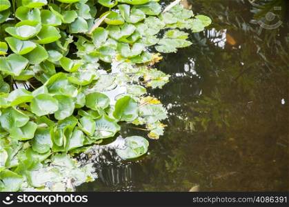 aquatic plants where frogs perch