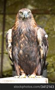 Aquila Chrysaetos in a nature reserve, Sutherland, Scotland