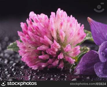 Aquilegia and clover on a black background