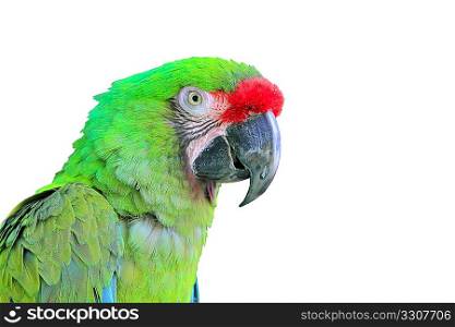Ara Militaris Military Macaw Green parrot South and Central america