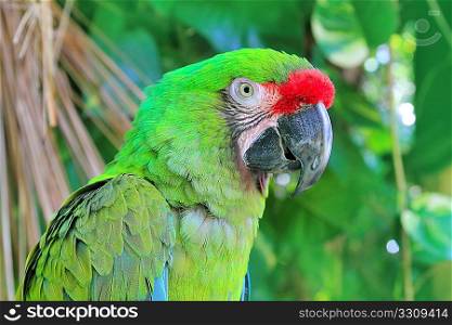 Ara Militaris Military Macaw Green parrot South and Central america