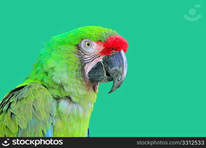 Ara Militaris Military Macaw Green parrot South and Central america