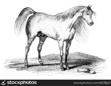 Arab horse, vintage engraved illustration. Magasin Pittoresque 1845.