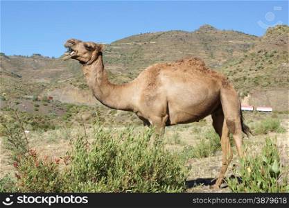 Arabian camel, Ethiopia, Africa