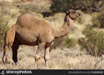 Arabian camel, Northern Territory, Australia