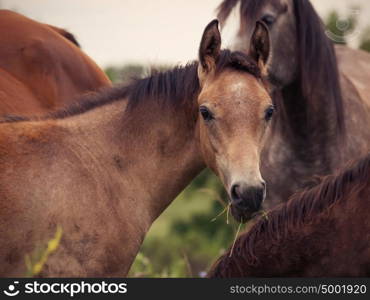 arabian foal among herd