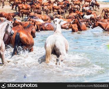arabian herd in the lake. sunny day