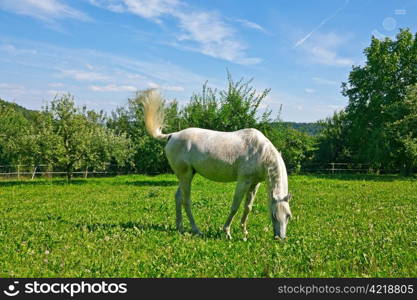 Arabian Horse