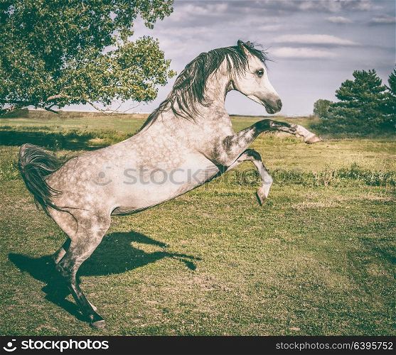 Arabian horse is rising on summer nature background