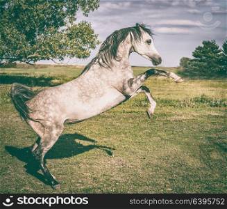 Arabian horse is rising on summer nature background