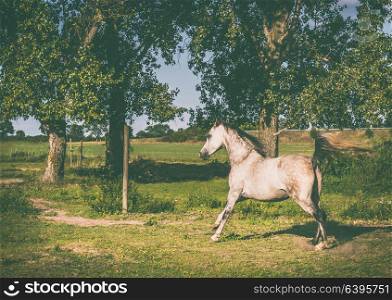 Arabian horse running gallop