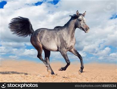 arabian horse runs gallop