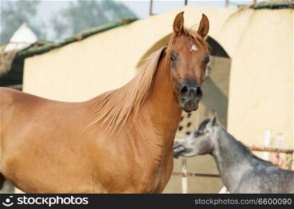  arabian horses walking  in the  paddock