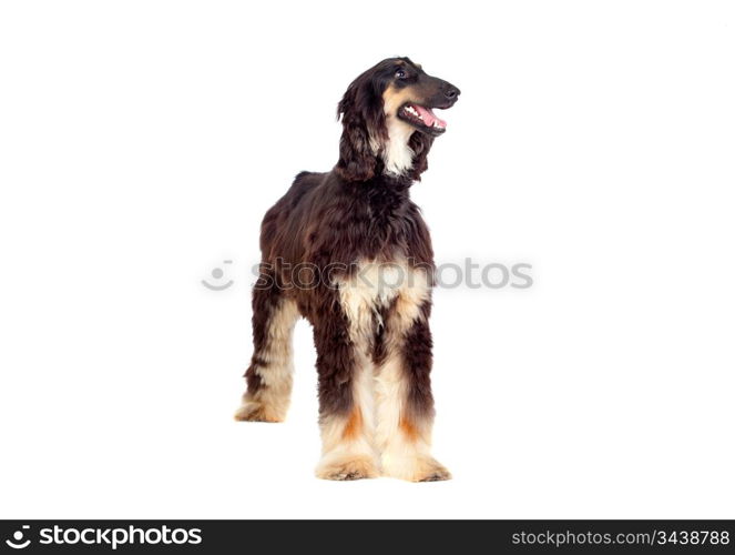 Arabian hound dog isolated on white background