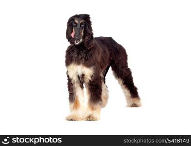 Arabian hound dog isolated on white background