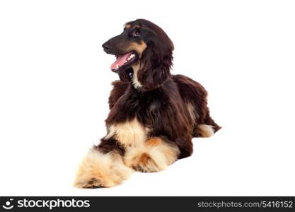 Arabian hound dog isolated on white background