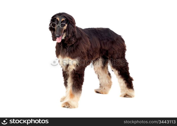 Arabian hound dog with glasses isolated on white background