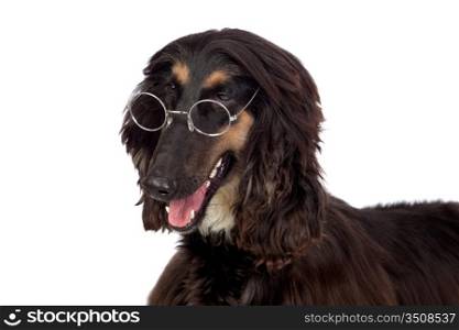 Arabian hound dog with glasses isolated on white background