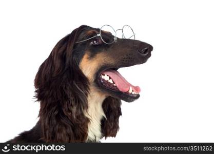 Arabian hound dog with glasses isolated on white background