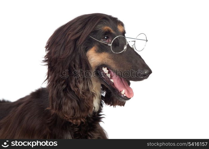 Arabian hound dog with glasses isolated on white background