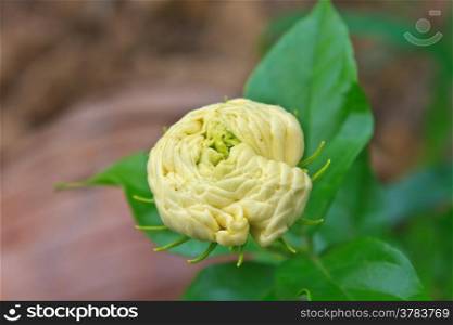 Arabian jasmine (Jasminum sambac) flower on tree in the garden