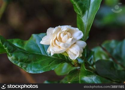 Arabian jasmine (Jasminum sambac) flower on tree in the garden