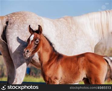 arabian little foal with mom