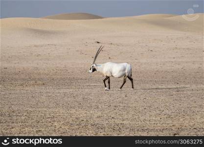 Arabian oryx walking in the desert of Dubai Emirates,United Arab Emirates (UAE), Middle East, Arabian Peninsula. Arabian Oryx, Dubai, UAE