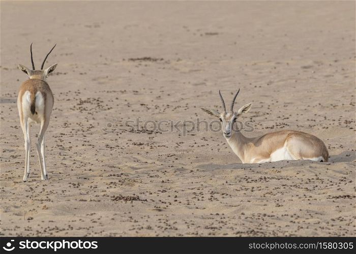 Arabian sand gazelle seen in the desert of Dubai Emirates,United Arab Emirates (UAE), Middle East, Arabian Peninsula. Arabian sand gazelle, Dubai, UAE