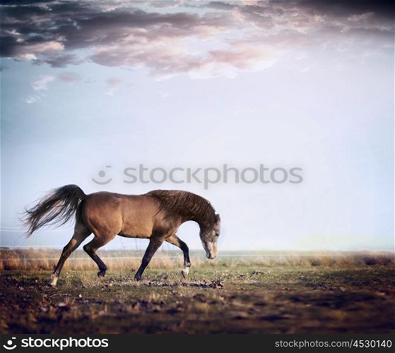 Arabian stallion horse running trot on autumn pasture
