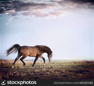 Arabian stallion horse running trot on autumn pasture