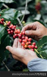 arabica coffee berries with agriculturist handsRobusta and arabica coffee berries