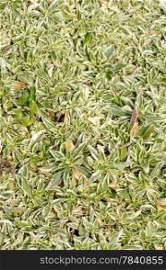 Arabis fern, groundcover plant, decorative texture in the garden