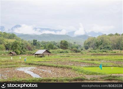 Arable farming rice. Planted area near the mountain. A cottage in the paddy fields.