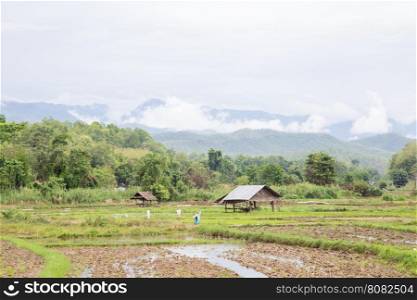 Arable farming rice. Planted area near the mountain. A cottage in the paddy fields.