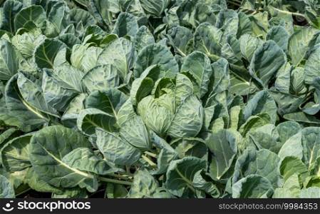 Arable farming with white cabbage