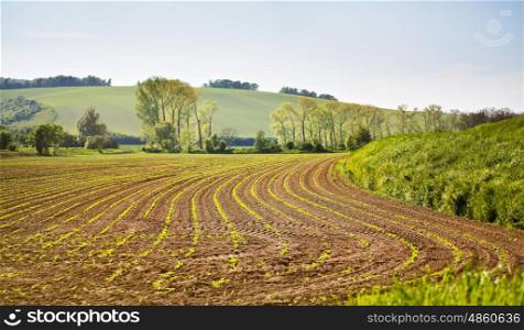 Arable spring land. Green spring farmland. Sunny rural spring landscape of South Moravia, Czech Republic. Trees near the countryside road