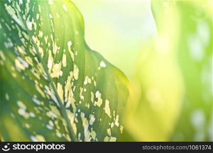 Araceae plant green leaves and sunlight on summer nature blur background / Dumb cane ornamental plants