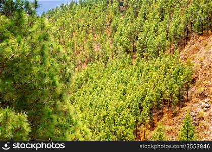 Arafo Corona Forestal in Teide National Park at Tenerife with Canary Pine