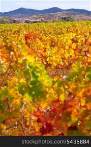 Aragon Paniza autumn golden red vineyard in Carinena Zaragoza