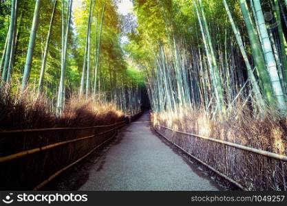 Arashiyama Bamboo Forest famous place in Kyoto Japan. - The Arashiyama Bamboo Grove is one of Kyoto&rsquo;s top sightseeing for tourist travel to Kyoto and Kansai, Japan.