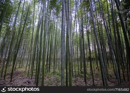 Arashiyama Bamboo Forest famous place in Kyoto Japan